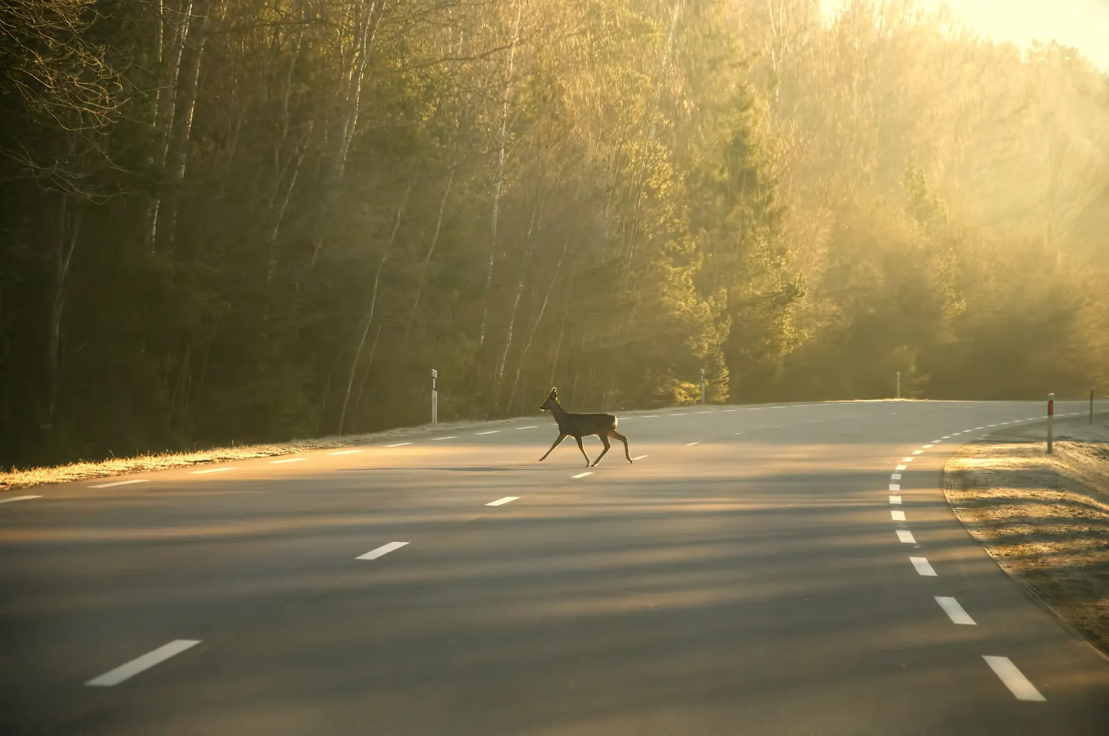 A deer crossing an empty two-lane highway through a forest in low morning light