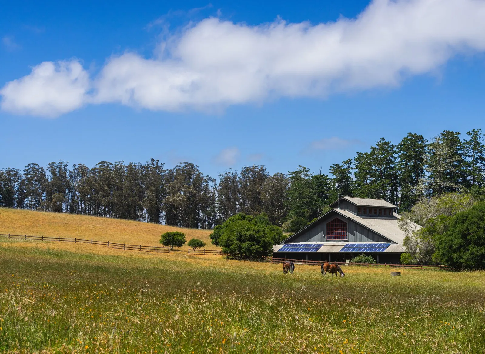 A gray barn with solar panels on its lower roof beside a grassy hillside pasture where two horses graze